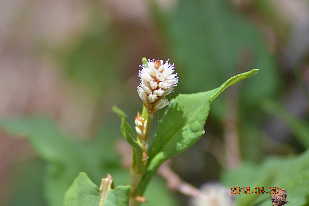 f:id:masatdm1951:20180502162139j:plain f:id:masatdm1951:20180502162139j:plain