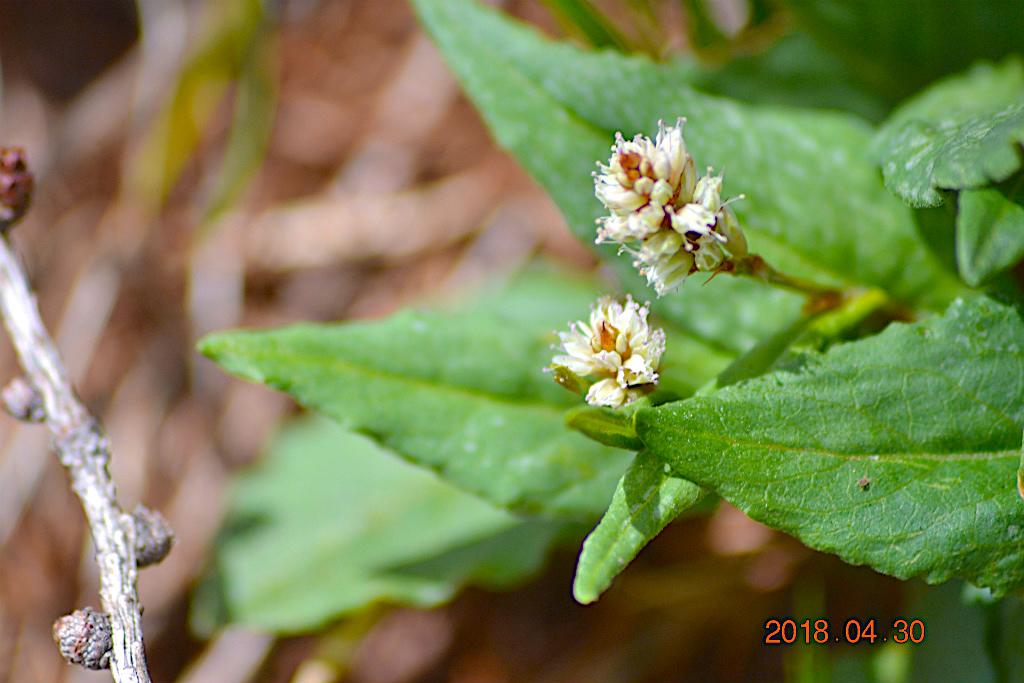 f:id:masatdm1951:20180502162150j:plain f:id:masatdm1951:20180502162150j:plain