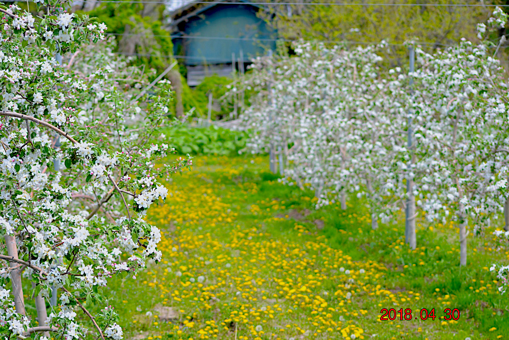 f:id:masatdm1951:20180502162229j:plain f:id:masatdm1951:20180502162229j:plain