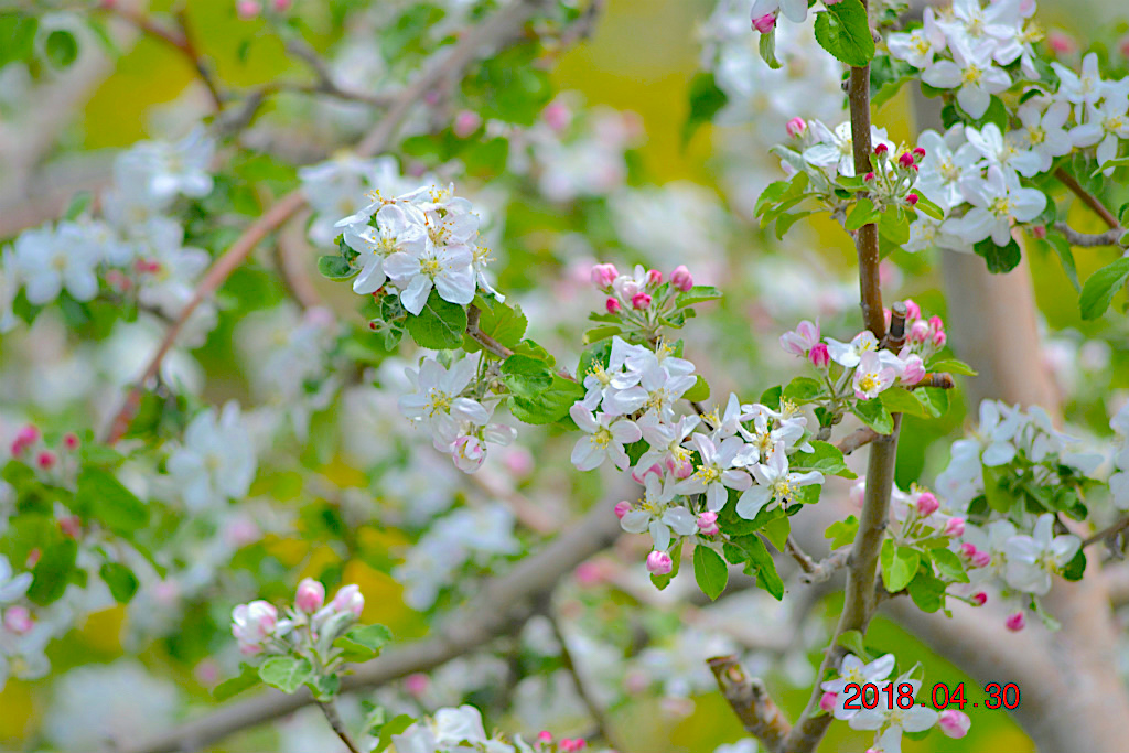 f:id:masatdm1951:20180502162239j:plain f:id:masatdm1951:20180502162239j:plain