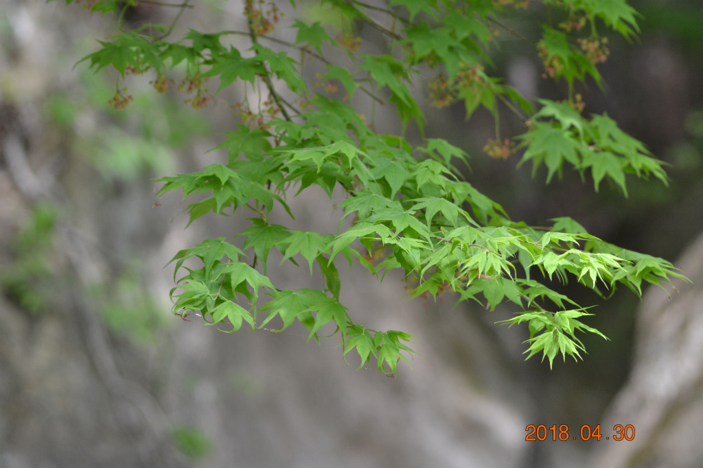 f:id:masatdm1951:20180502162305j:plain f:id:masatdm1951:20180502162305j:plain