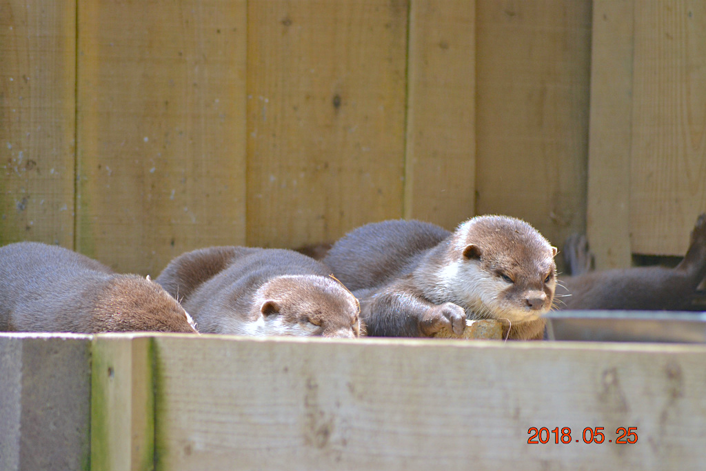 f:id:masatdm1951:20180526070309j:plain f:id:masatdm1951:20180526070309j:plain