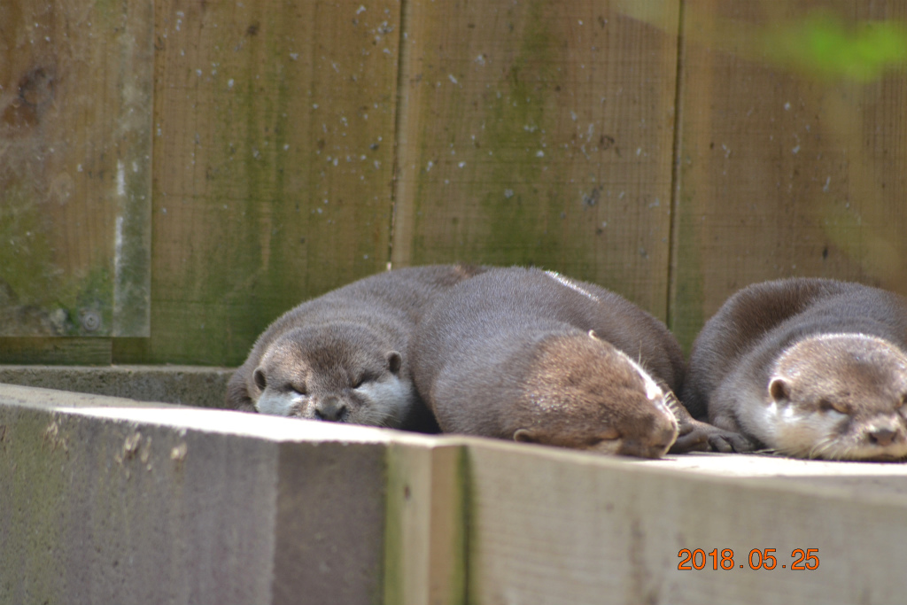 f:id:masatdm1951:20180526070333j:plain f:id:masatdm1951:20180526070333j:plain