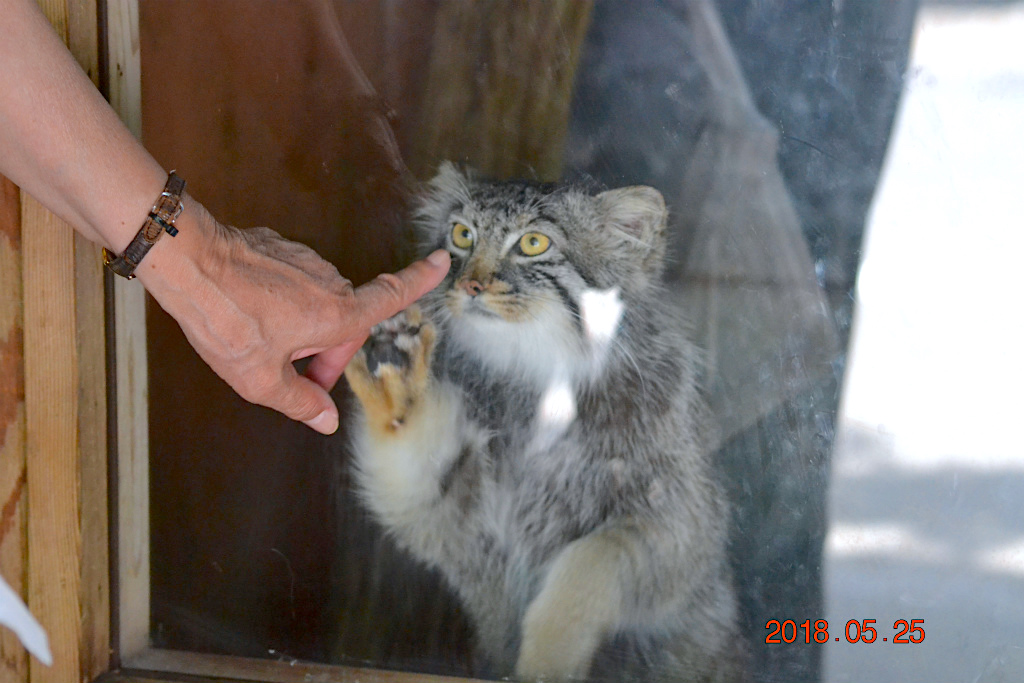 f:id:masatdm1951:20180526070859j:plain f:id:masatdm1951:20180526070859j:plain