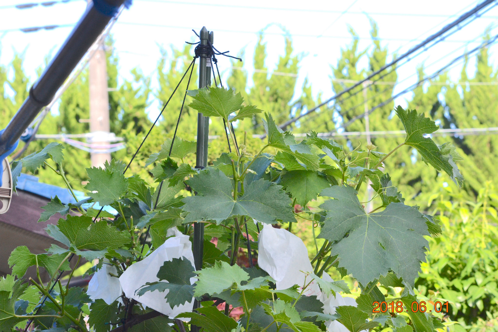 f:id:masatdm1951:20180601164702j:plain f:id:masatdm1951:20180601164702j:plain