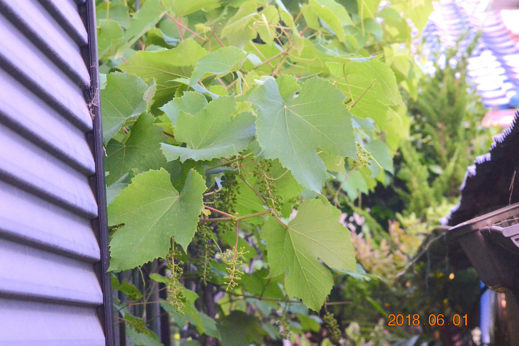 f:id:masatdm1951:20180601165035j:plain f:id:masatdm1951:20180601165035j:plain