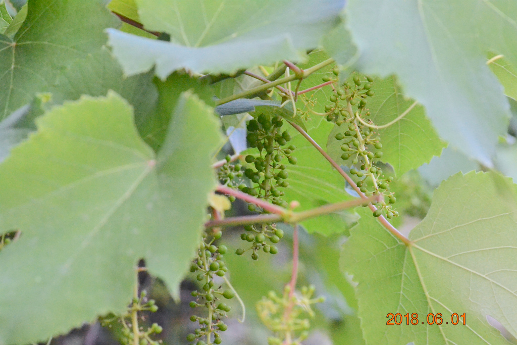 f:id:masatdm1951:20180601165310j:plain f:id:masatdm1951:20180601165310j:plain