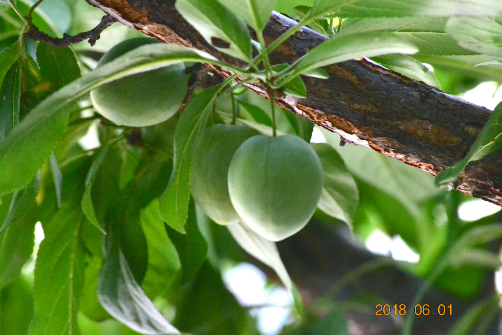 f:id:masatdm1951:20180601165447j:plain f:id:masatdm1951:20180601165447j:plain