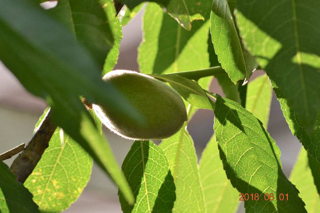 f:id:masatdm1951:20180601165558j:plain f:id:masatdm1951:20180601165558j:plain