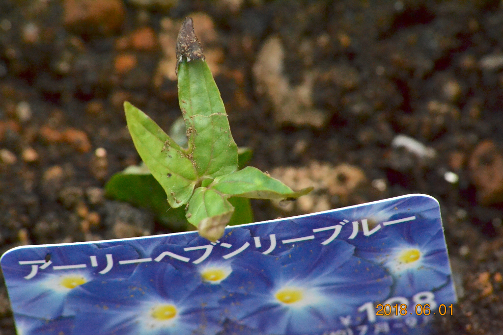 f:id:masatdm1951:20180601170516j:plain f:id:masatdm1951:20180601170516j:plain