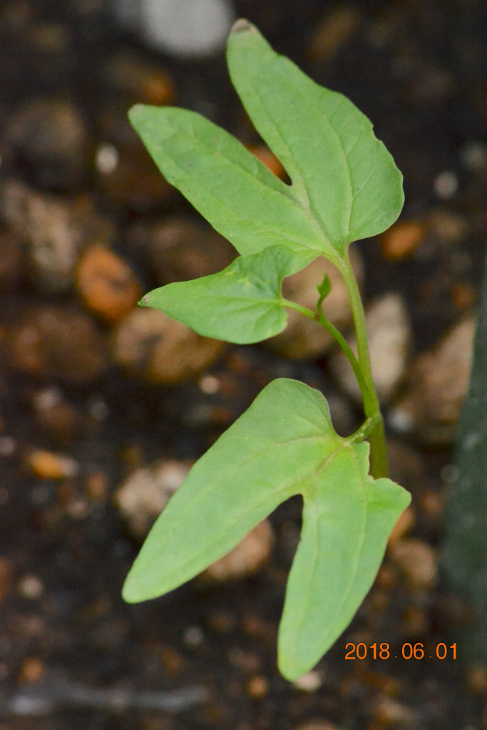 f:id:masatdm1951:20180601170519j:plain f:id:masatdm1951:20180601170519j:plain