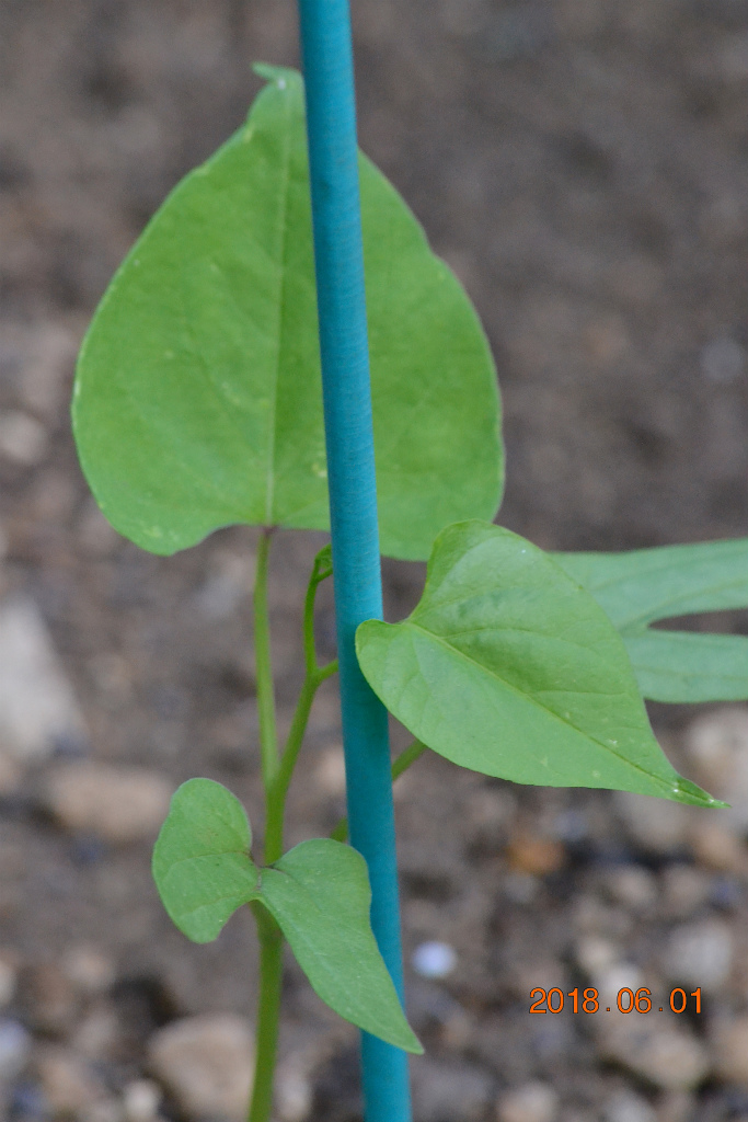 f:id:masatdm1951:20180601170523j:plain f:id:masatdm1951:20180601170523j:plain