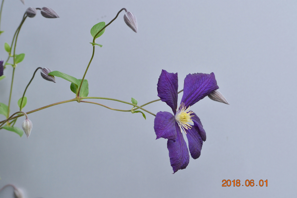 f:id:masatdm1951:20180601170716j:plain f:id:masatdm1951:20180601170716j:plain