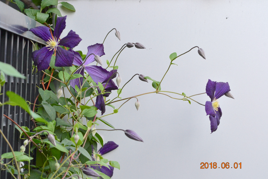 f:id:masatdm1951:20180601170718j:plain f:id:masatdm1951:20180601170718j:plain