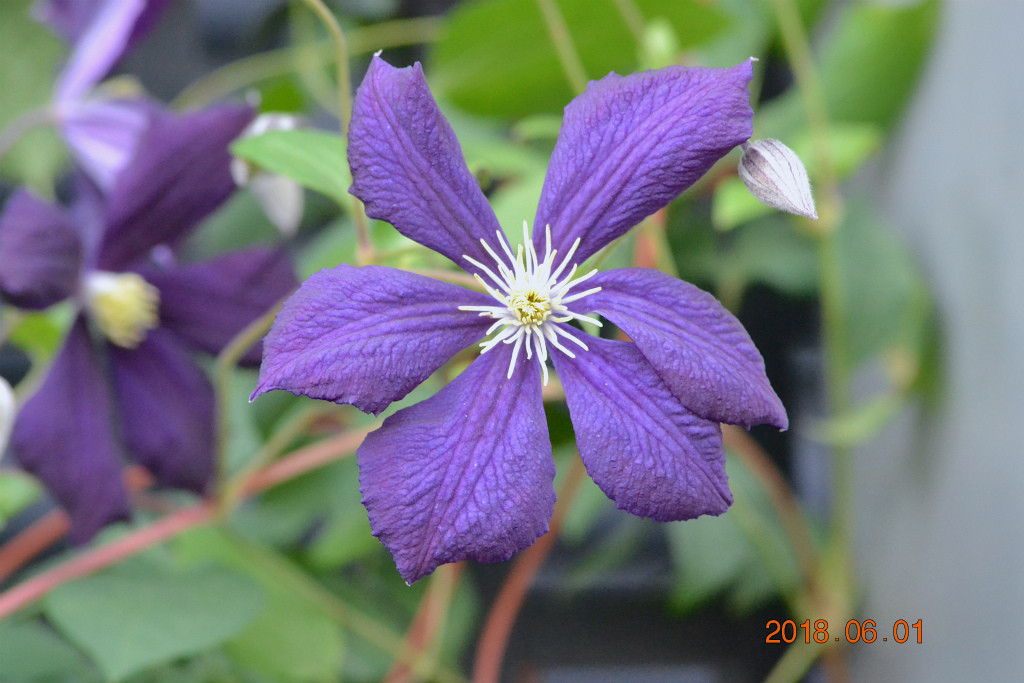 f:id:masatdm1951:20180601170724j:plain f:id:masatdm1951:20180601170724j:plain