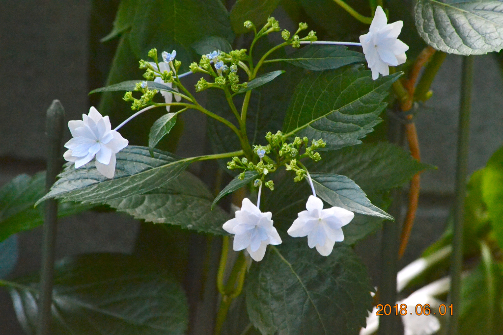 f:id:masatdm1951:20180601171036j:plain f:id:masatdm1951:20180601171036j:plain