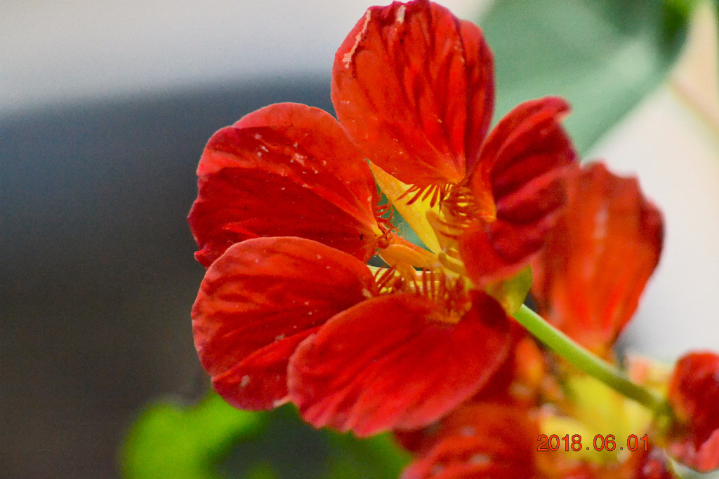 f:id:masatdm1951:20180601171040j:plain f:id:masatdm1951:20180601171040j:plain