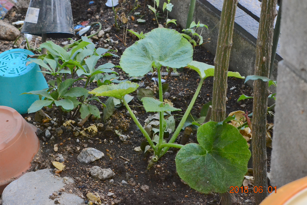 f:id:masatdm1951:20180601171045j:plain f:id:masatdm1951:20180601171045j:plain