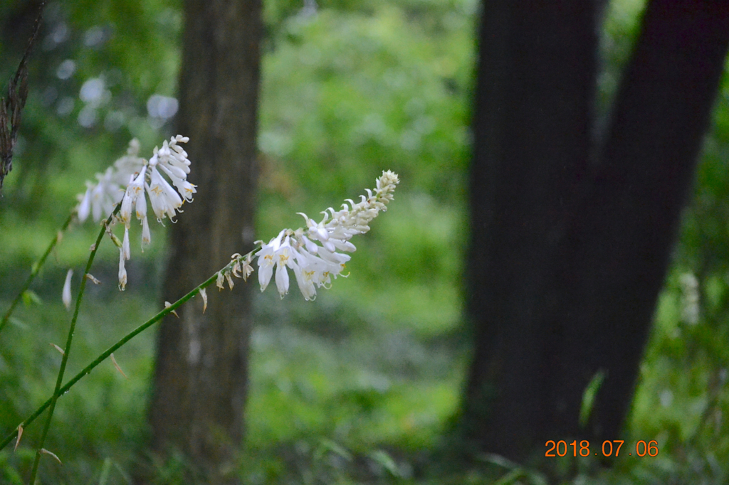 f:id:masatdm1951:20180706160731j:plain