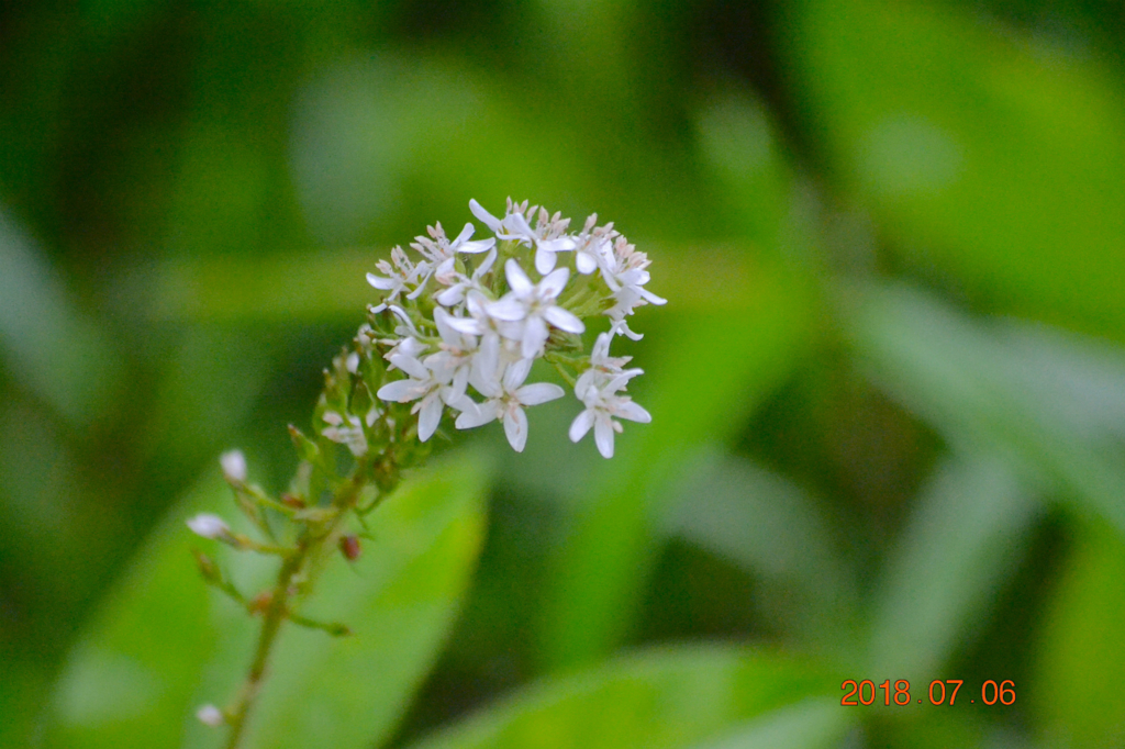 f:id:masatdm1951:20180706161020j:plain