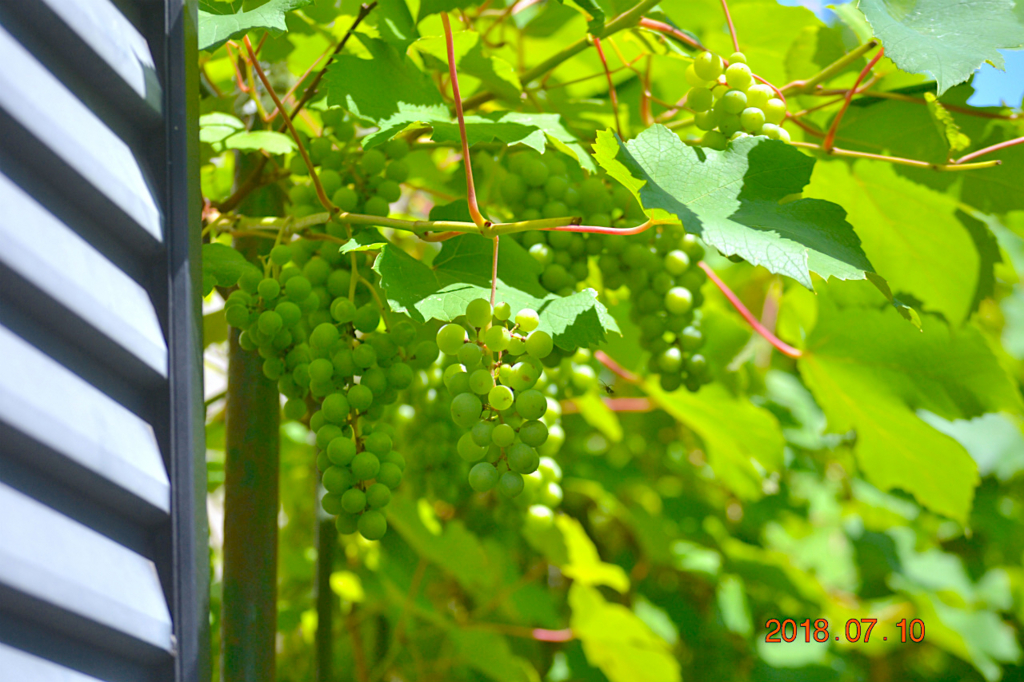 f:id:masatdm1951:20180710110819j:plain