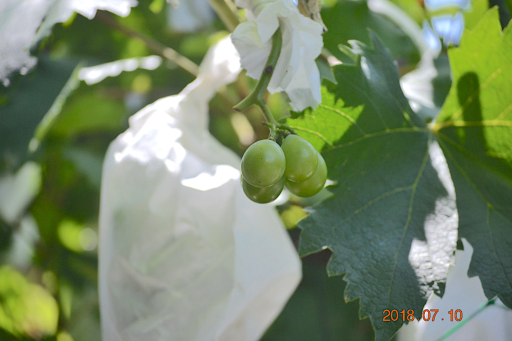 f:id:masatdm1951:20180710111407j:plain