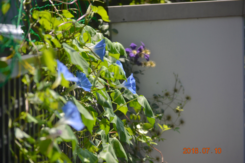 f:id:masatdm1951:20180710111707j:plain