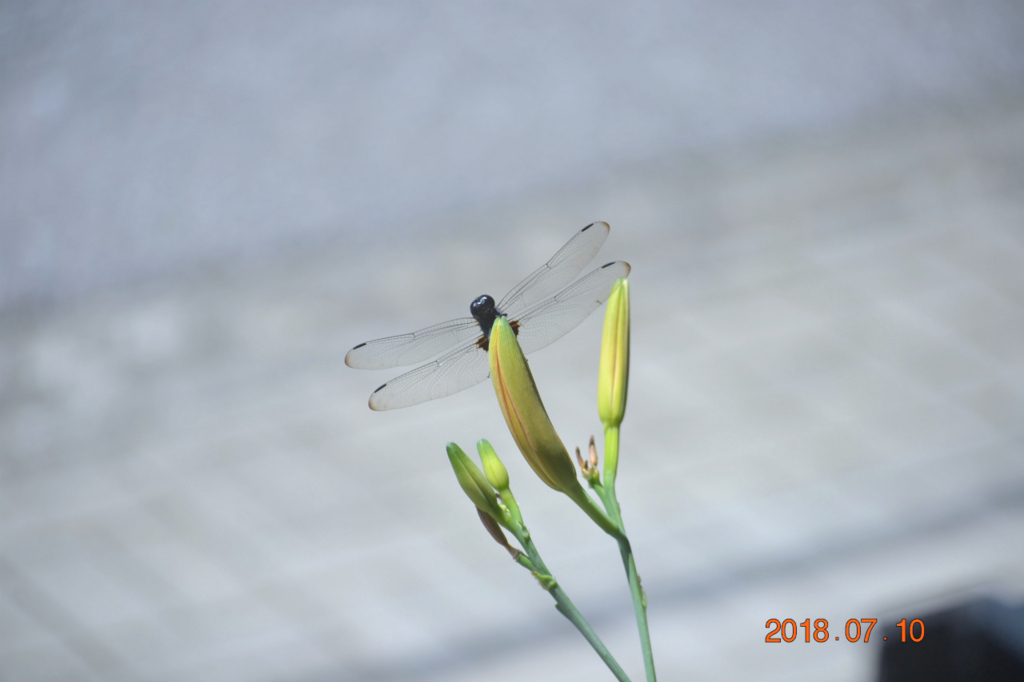 f:id:masatdm1951:20180710111851j:plain