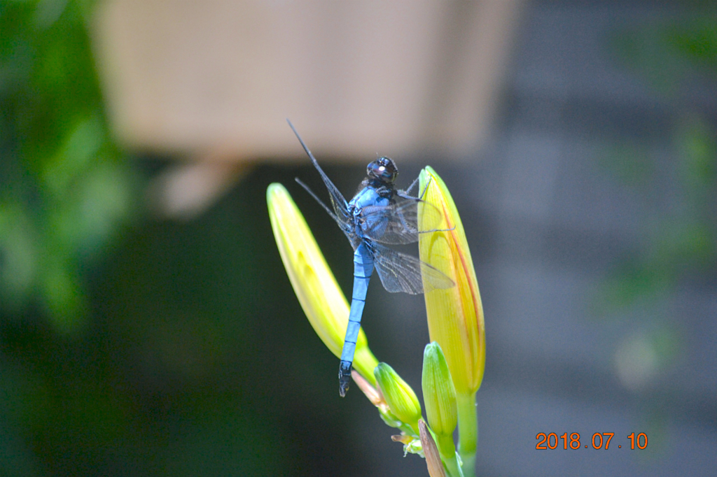 f:id:masatdm1951:20180710112020j:plain