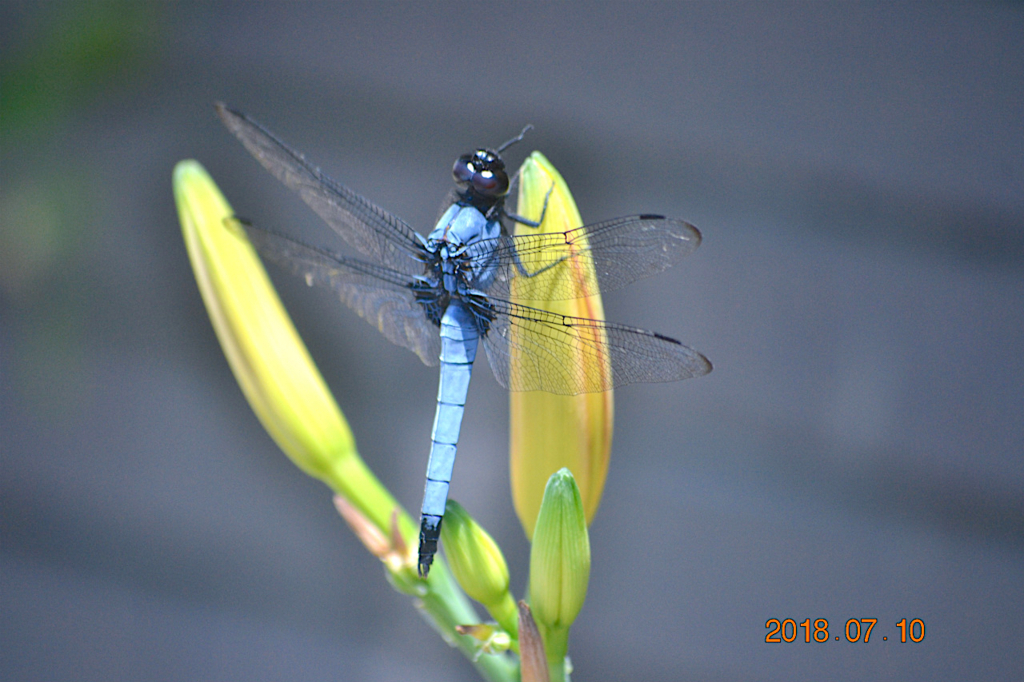 f:id:masatdm1951:20180710112023j:plain