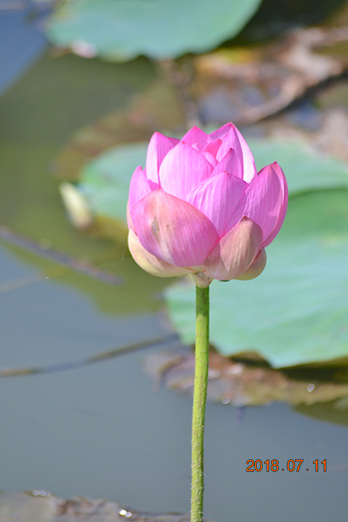 f:id:masatdm1951:20180711161000j:plain