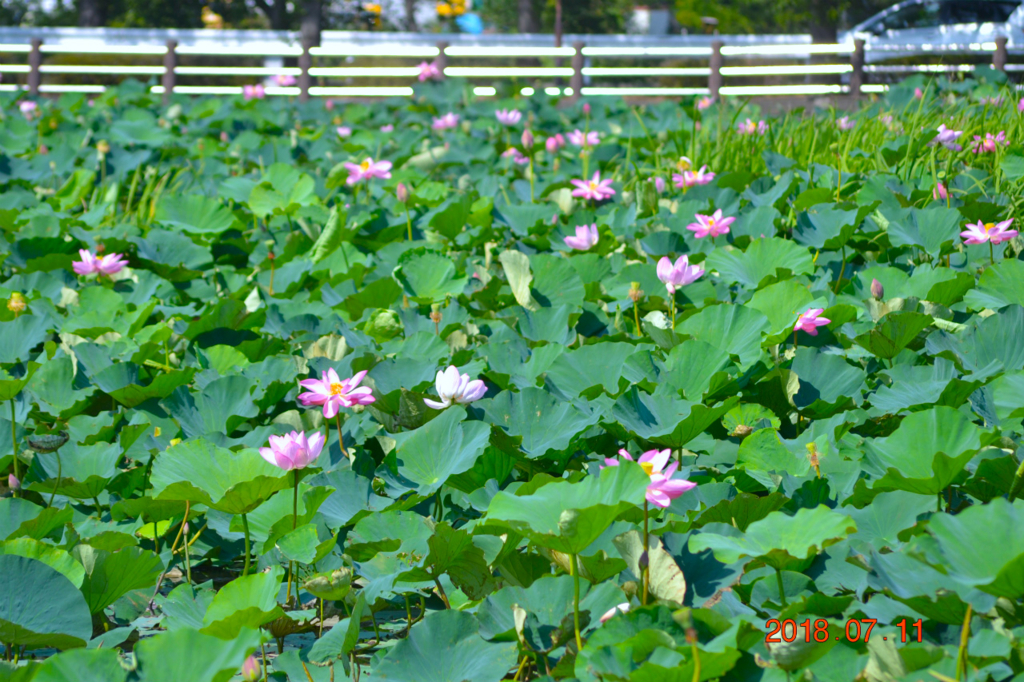 f:id:masatdm1951:20180711161004j:plain