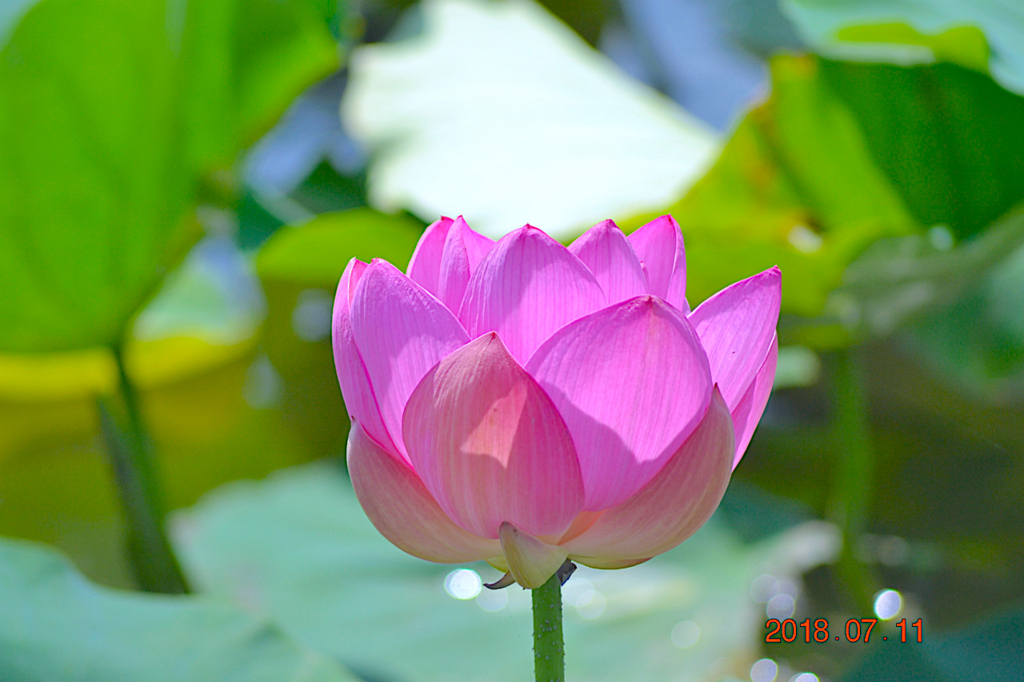 f:id:masatdm1951:20180711161014j:plain