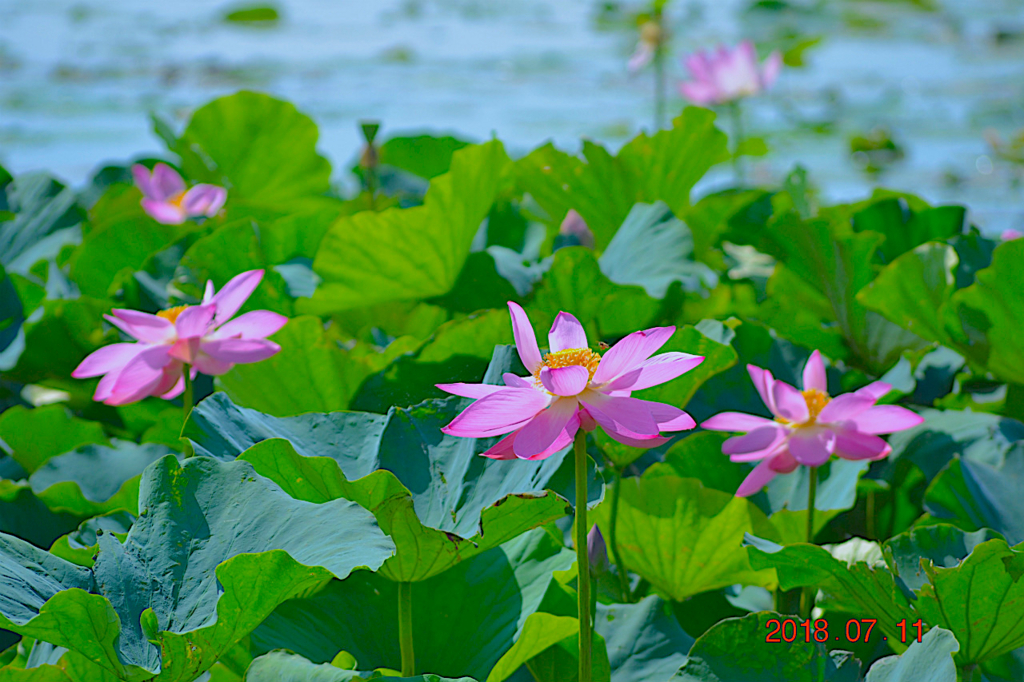 f:id:masatdm1951:20180711161017j:plain