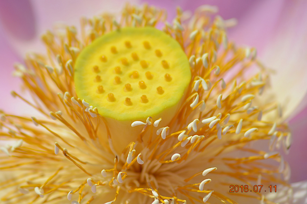 f:id:masatdm1951:20180711161020j:plain