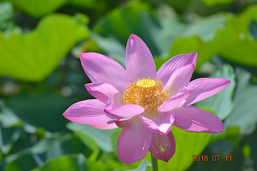 f:id:masatdm1951:20180711161031j:plain