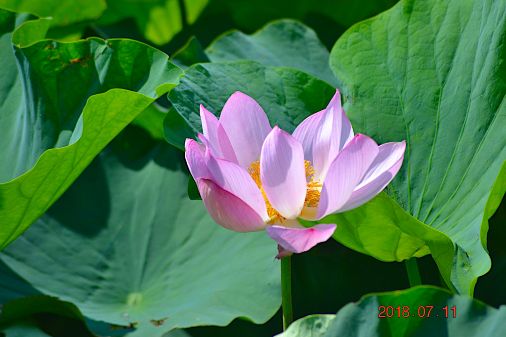 f:id:masatdm1951:20180711161034j:plain