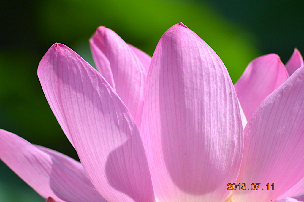 f:id:masatdm1951:20180711161040j:plain