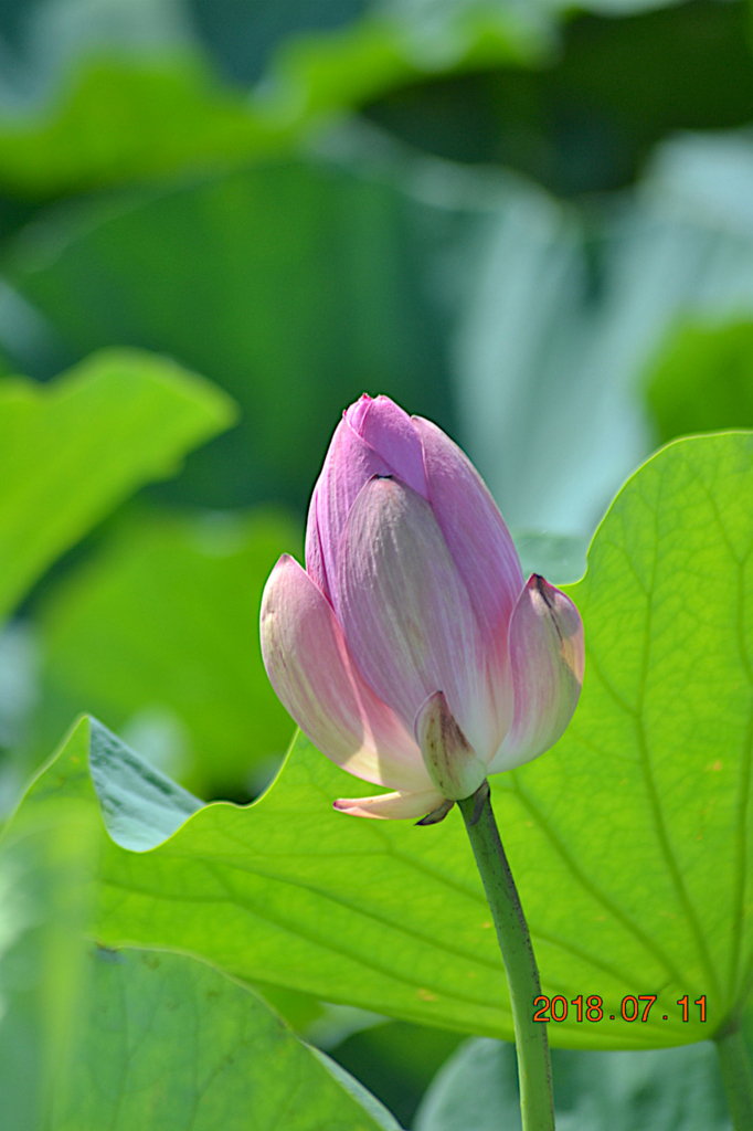 f:id:masatdm1951:20180711161057j:plain