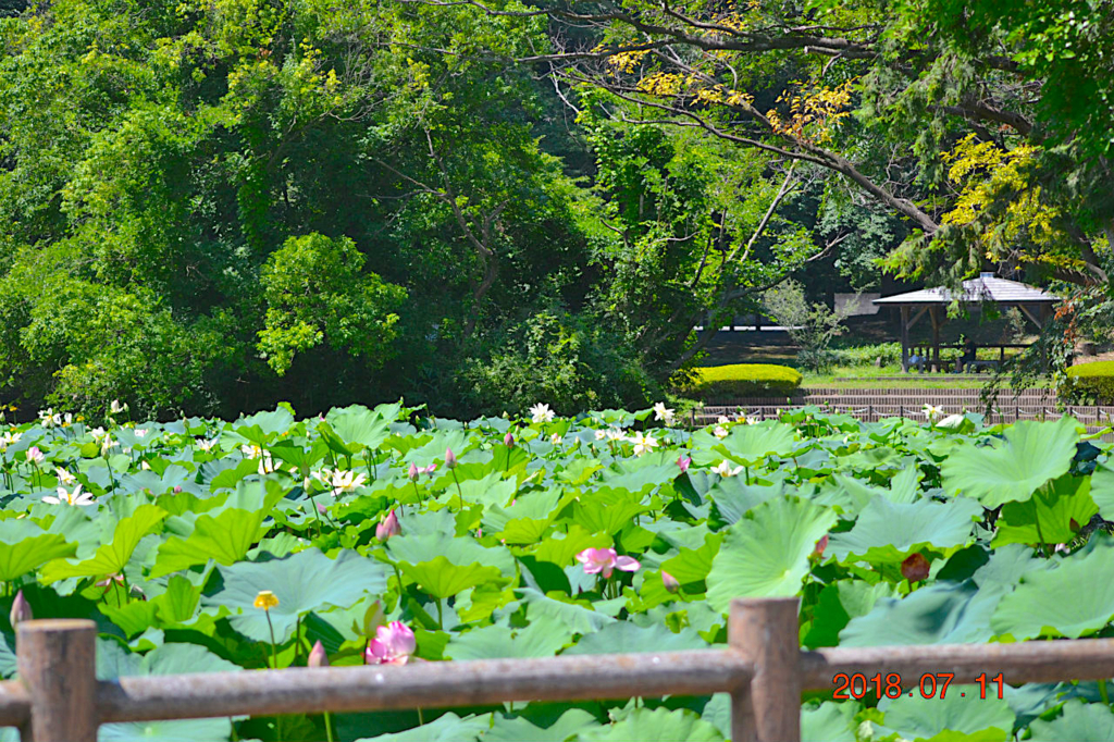 f:id:masatdm1951:20180711161157j:plain