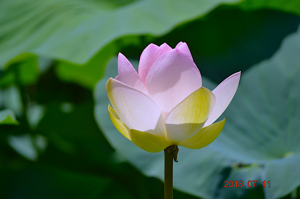 f:id:masatdm1951:20180711161219j:plain