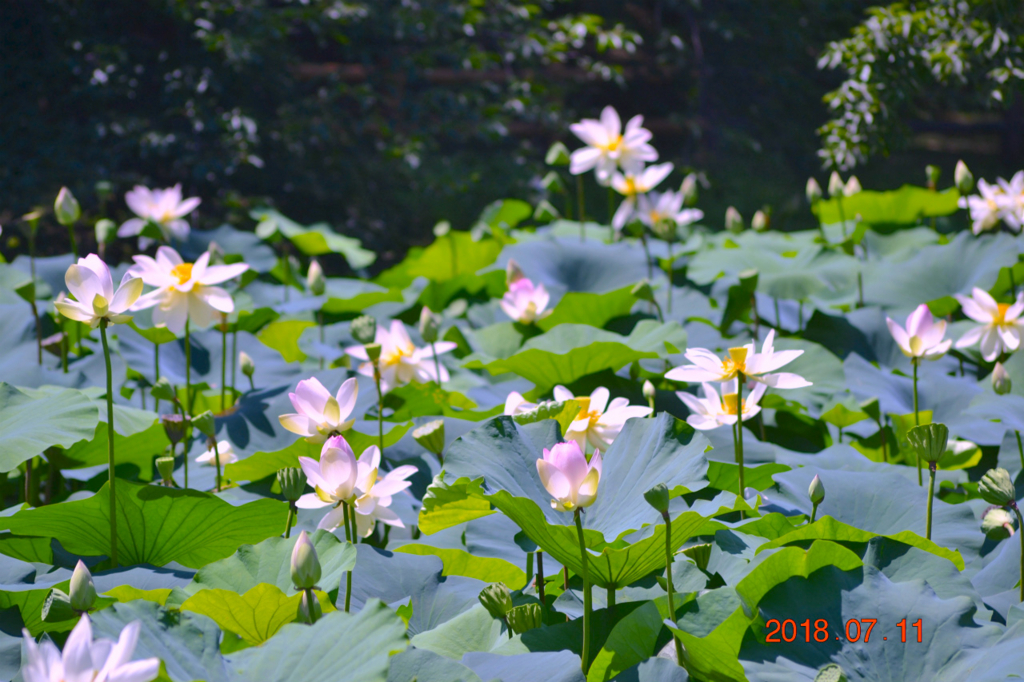 f:id:masatdm1951:20180711161226j:plain