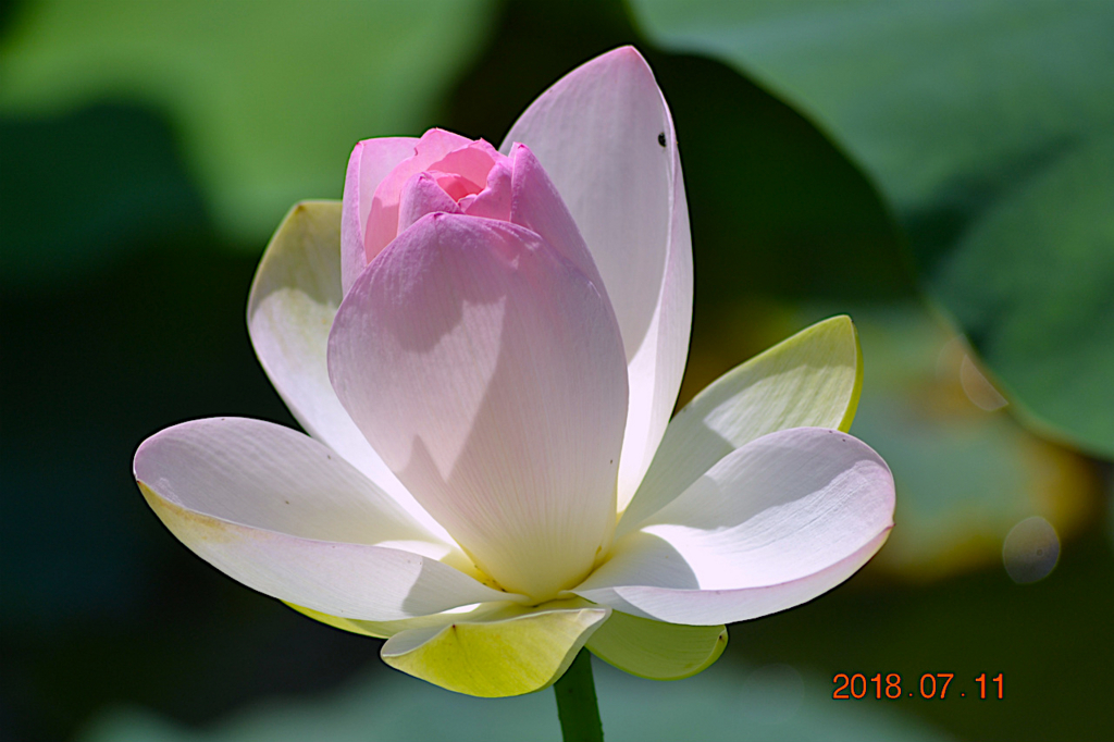 f:id:masatdm1951:20180711161231j:plain