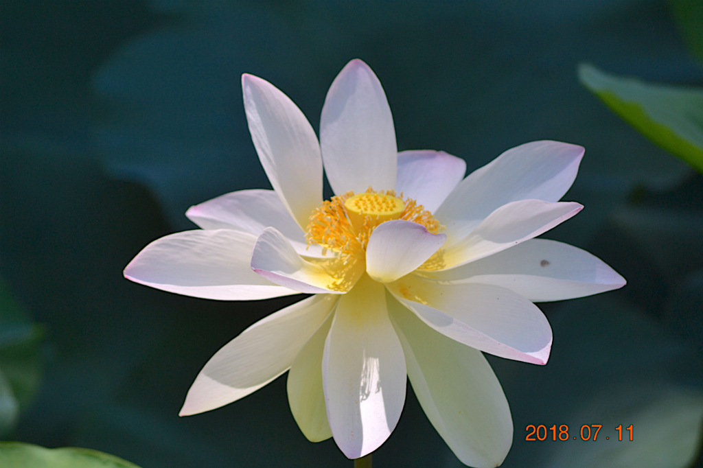 f:id:masatdm1951:20180711161235j:plain