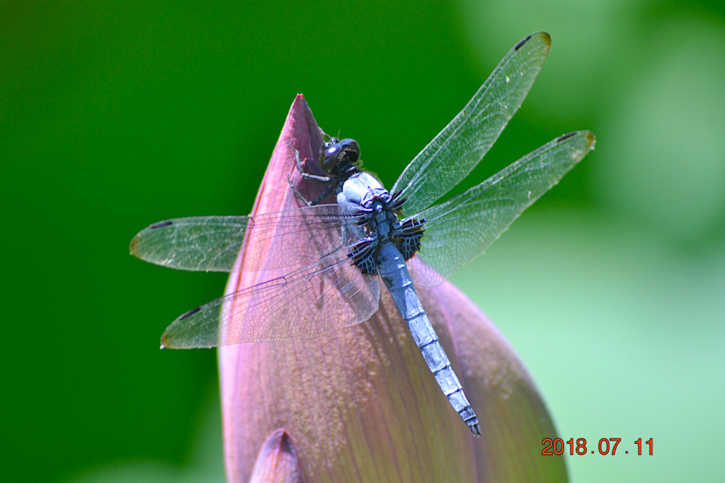 f:id:masatdm1951:20180711161250j:plain