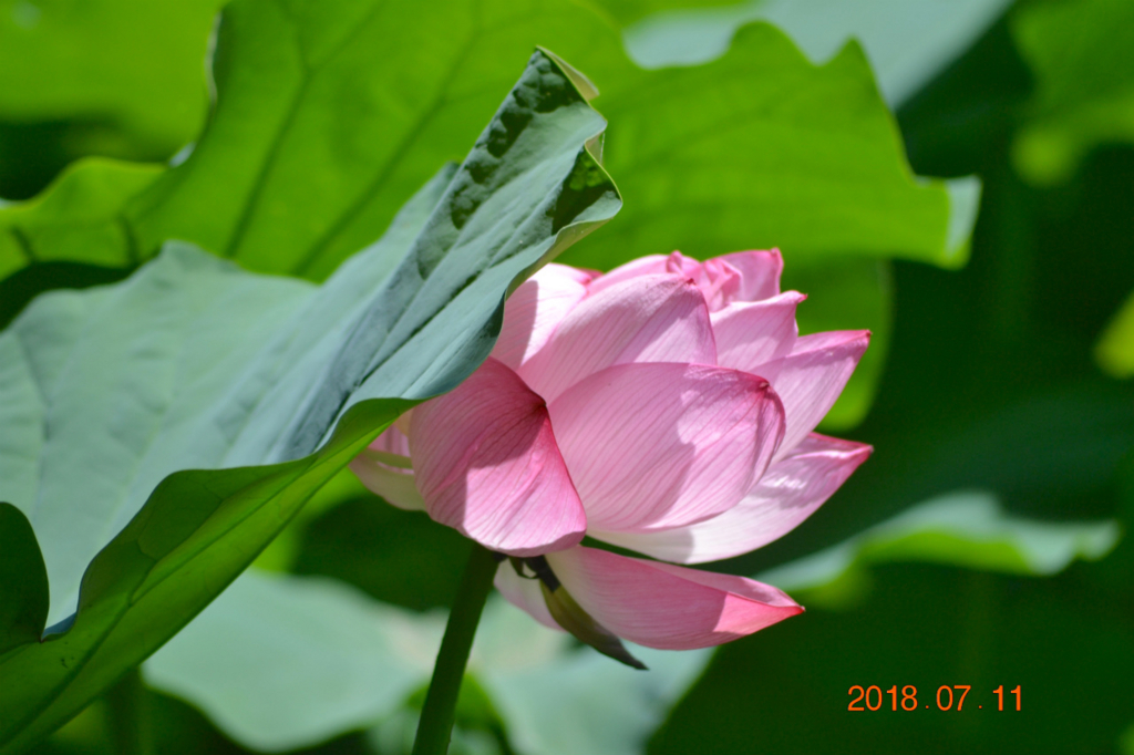 f:id:masatdm1951:20180711161308j:plain