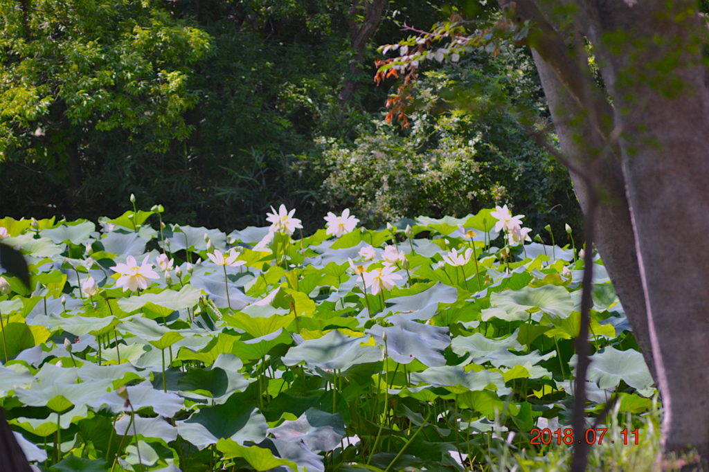 f:id:masatdm1951:20180711161316j:plain