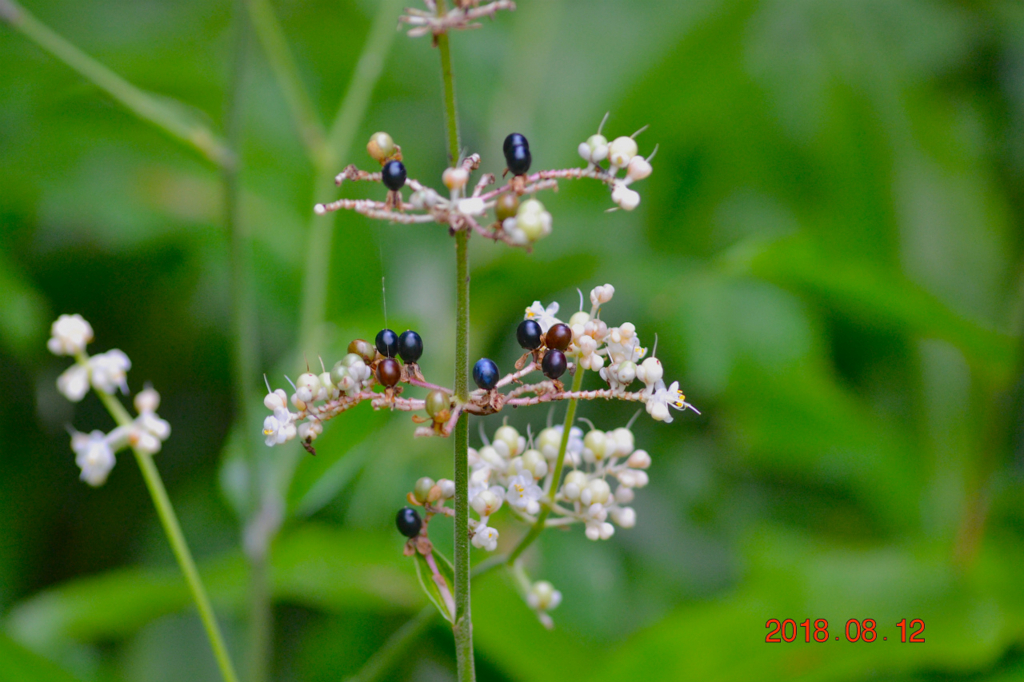 f:id:masatdm1951:20180813213519j:plain