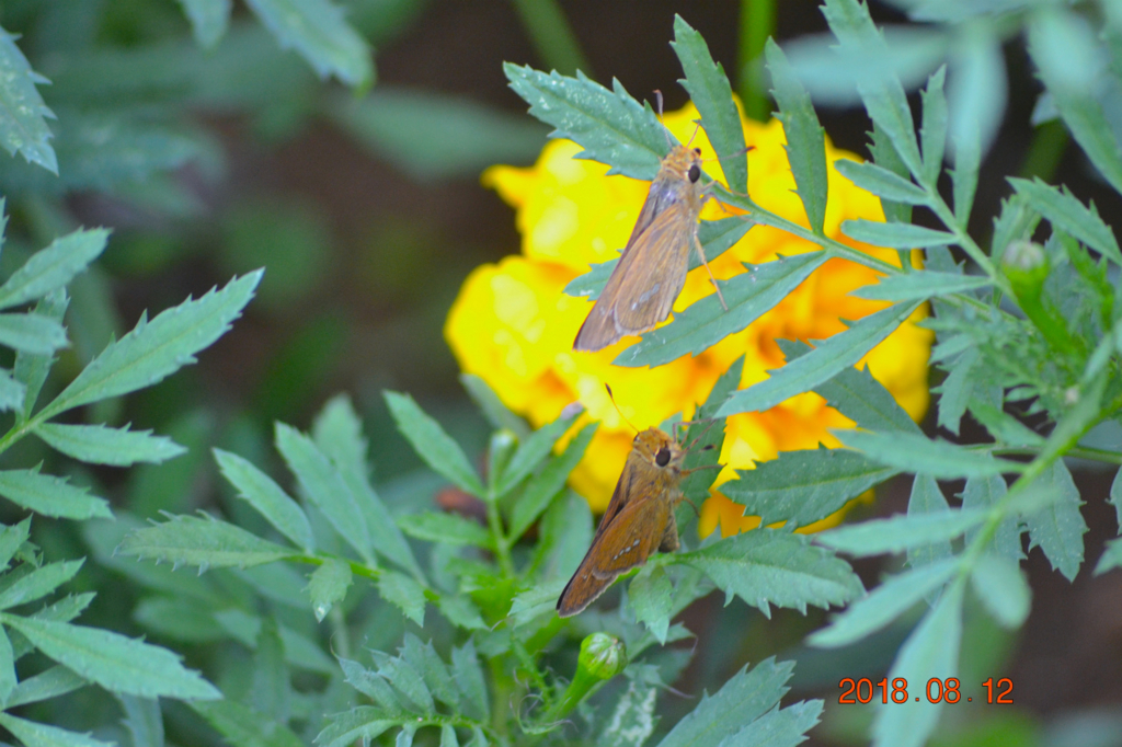 f:id:masatdm1951:20180813213535j:plain