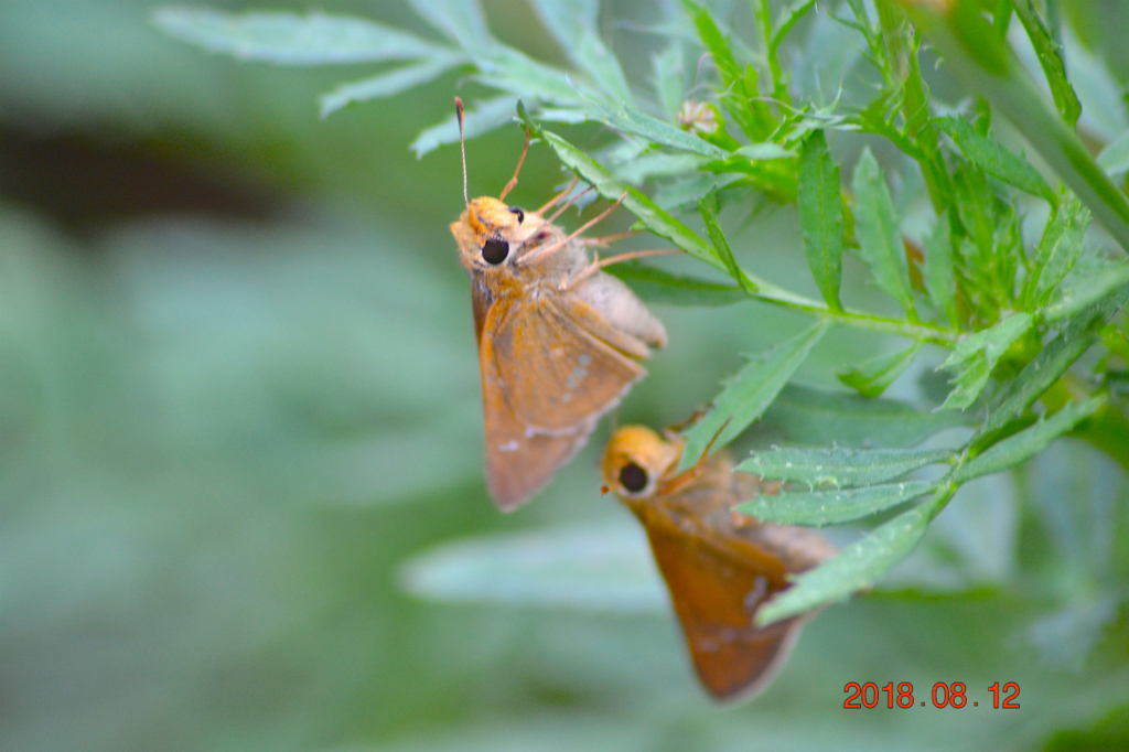 f:id:masatdm1951:20180813213546j:plain